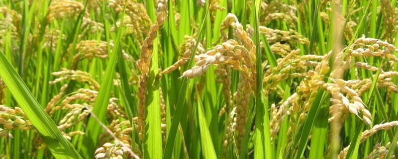 黄金丝苗水稻种子简介，该品种基部叶叶鞘绿色