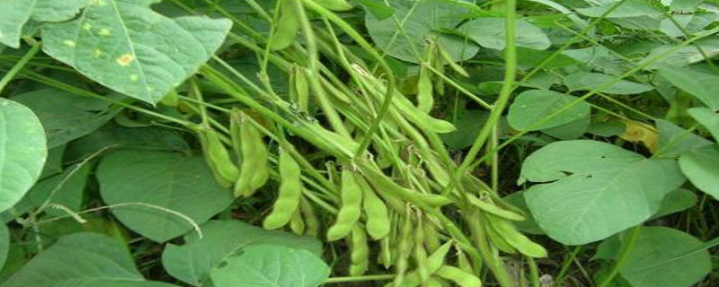 南农59大豆品种简介，花荚期注意防治豆荚螟及鼠害