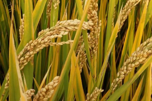 特优455水稻种子特征特性，综合防治病虫害