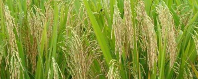 核两优7号水稻种子特征特性，综合防治病虫害