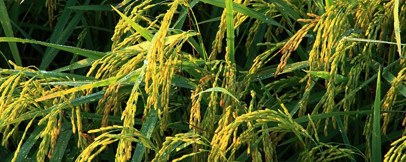 旌优7863水稻种子介绍，该品种基部叶叶鞘绿色