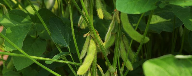 吉育397大豆种子特征特性，中早熟品种