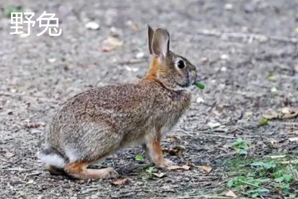 野兔和家兔的区别，毛色、体型和体重均不同