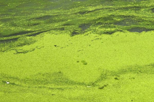 鱼池蓝藻怎么处理，最简便的是除去鱼池的表层水体