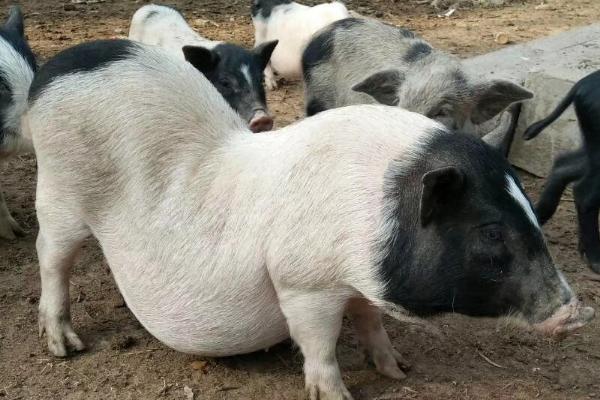 什么是莱猪，是指用含有莱克多巴胺的饲料养出来的猪