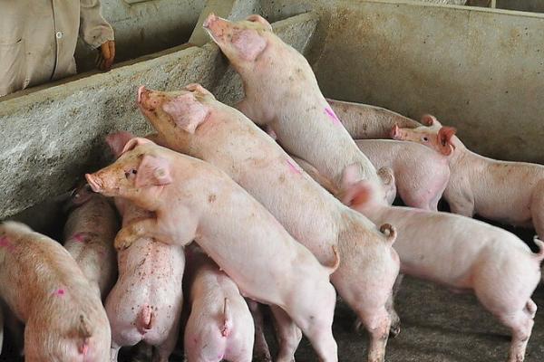 仔猪增肥技巧，在饲料中拌入甲酸钙可提高生长速度