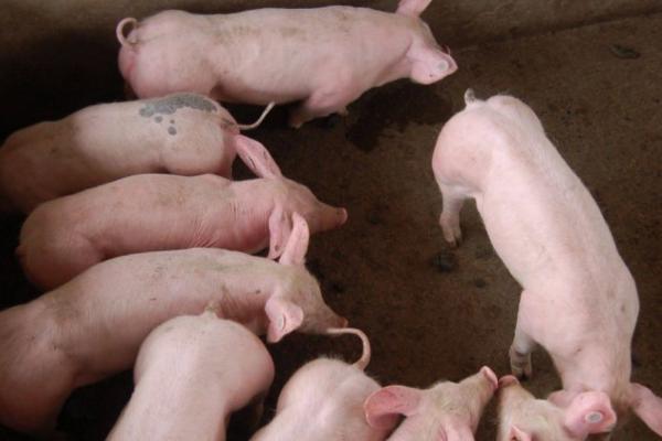 仔猪增肥技巧，在饲料中拌入甲酸钙可提高生长速度