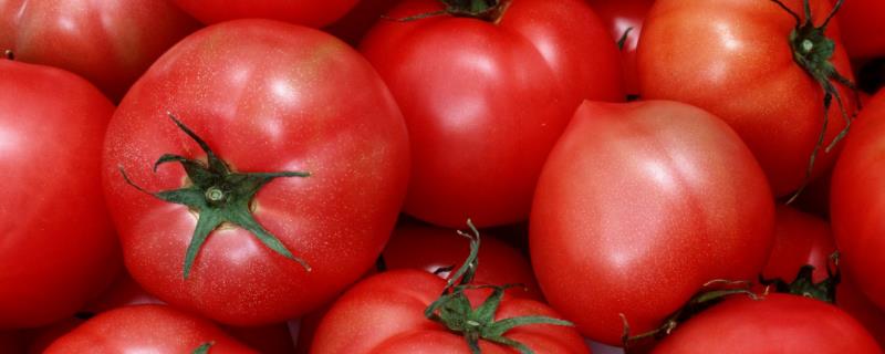 怎么防治秋番茄徒长，需及时定植严格控制苗龄