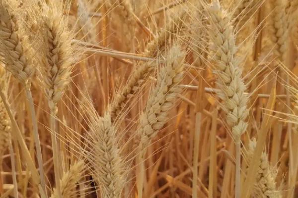 山农981小麦品种简介，属于半冬性品种