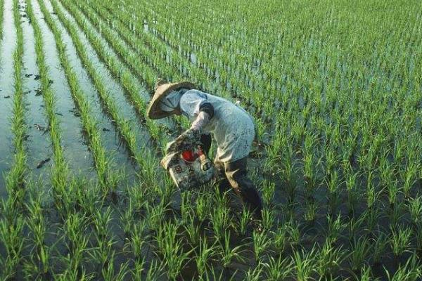 中国农业居于弱势地位的主要表现，基础处于小农经济且比较分散而粗放