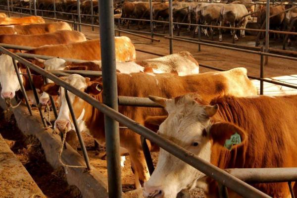 牛吃同类的毛如何处理，可皮下注射伊维菌素
