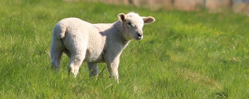 新手怎么养羊，不同阶段的羊的养殖方法不同
