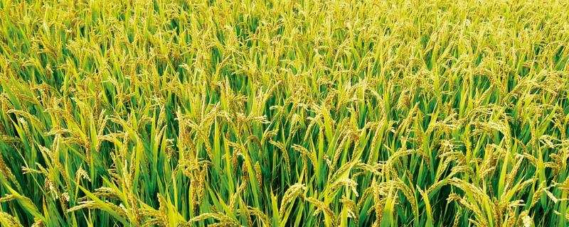 荣糯1号水稻品种简介，该品种基部叶叶鞘绿色