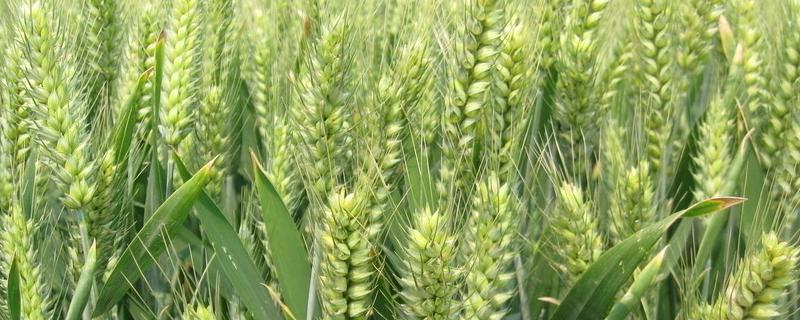 绵麦905小麦品种的特性，适时防治赤霉病