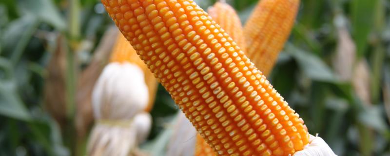 SAU918玉米品种的特性，夏播平均生育期99.6天
