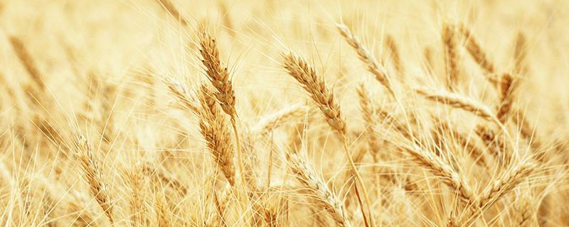 蜀麦1868小麦品种简介，适时防治白粉病和赤霉病