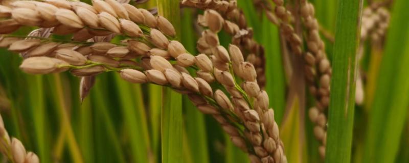 惠和优181水稻种子特点，该品种基部叶叶鞘中等紫色