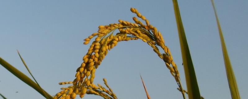 锦城优2275水稻种子介绍，两年区试平均全生育期148天