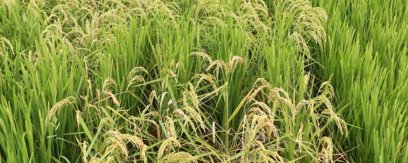 千乡优6611水稻种子特征特性，综合防治病虫害