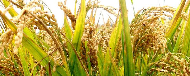 千乡优4245水稻种简介，综合防治病虫害