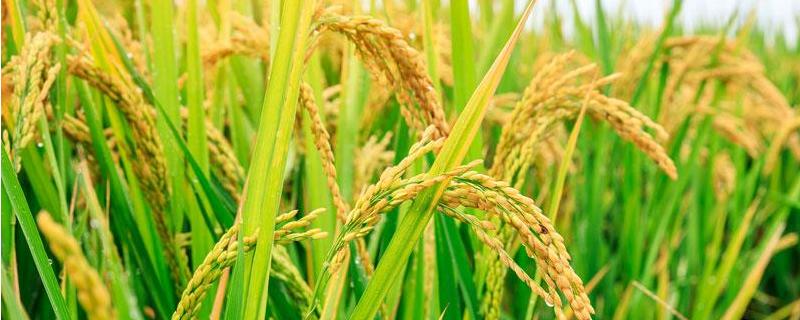 忠香优雅禾水稻品种的特性，该品种基部叶叶鞘绿色