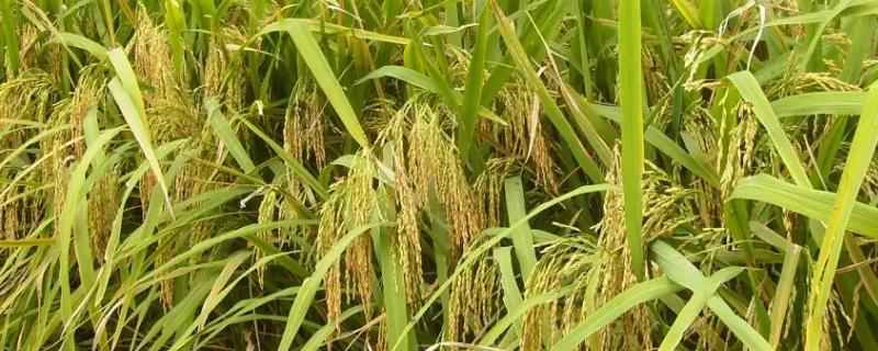 荃9优6139水稻种子特点，该品种基部叶叶鞘绿色