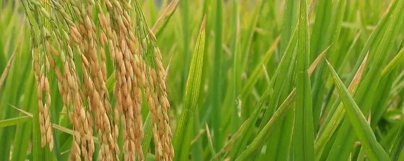 德6优润禾水稻品种的特性，该品种基部叶叶鞘绿色