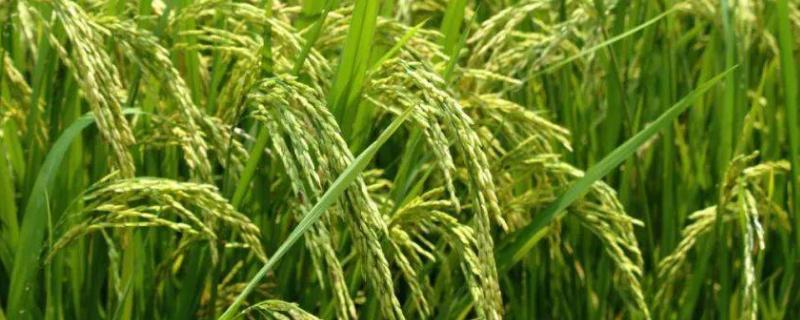 蜀优1278水稻种子介绍，该品种基部叶叶鞘中等紫色