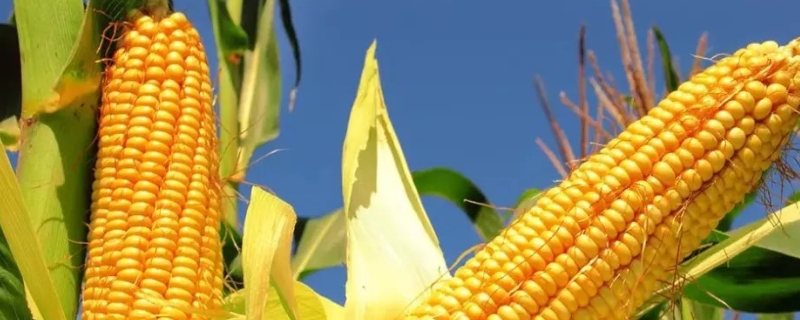 瘠抗928玉米种子简介，每亩种植密度3500株左右