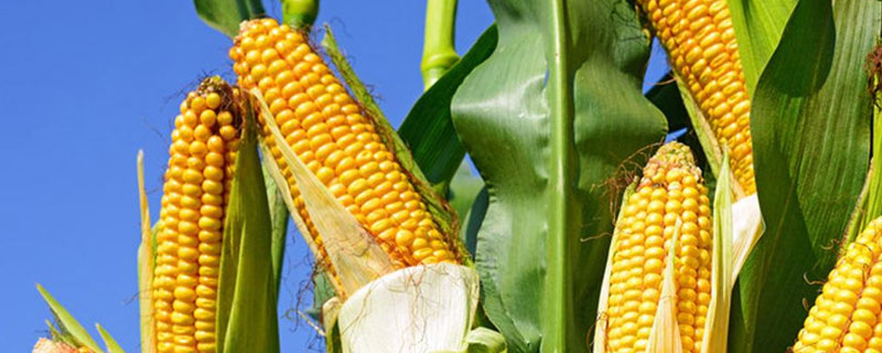 珍糯9号玉米种子特征特性，夏播在5月中旬以前播种