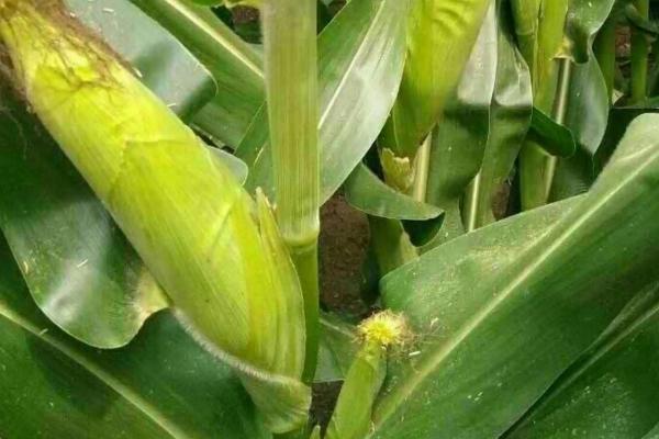 金彩糯2020玉米种子简介，中抗大斑病