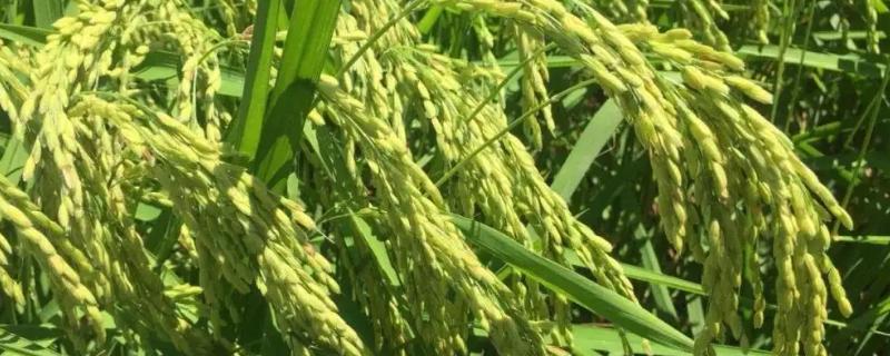 奥富优287水稻品种的特性，秧田亩播种量7~8千克