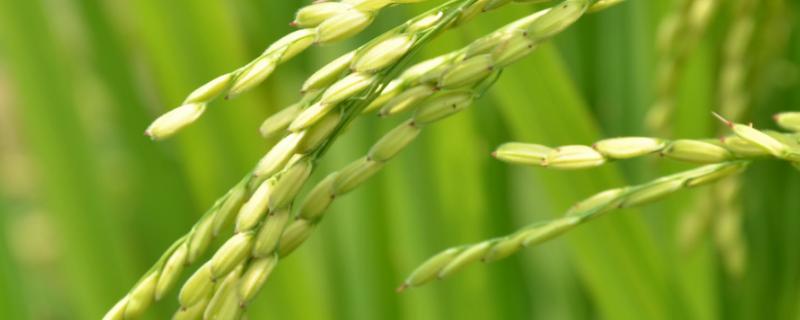毕粳优8号水稻种子特点，注意稻瘟病和其它病虫害防治