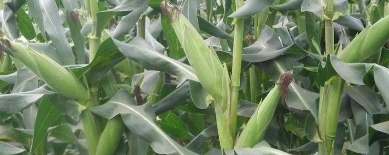 山玉16玉米种子介绍，中抗穗腐病