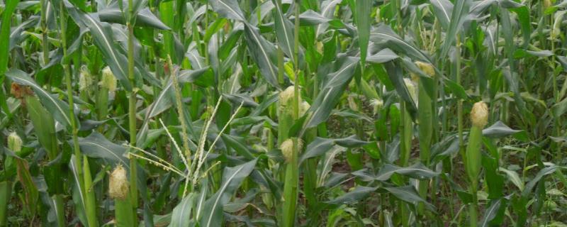 申科糯191玉米种子特征特性，在云南省平均生育期81天左右