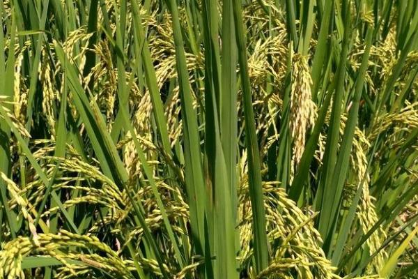 野香优959水稻种子简介，全生育期150.5天