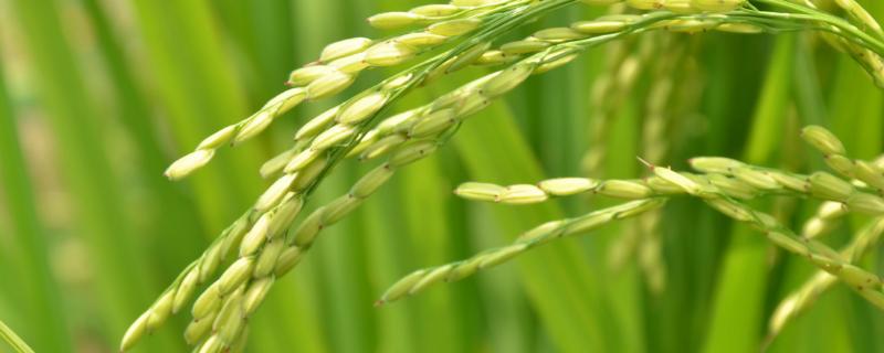 德优1812水稻品种的特性，清明后播种