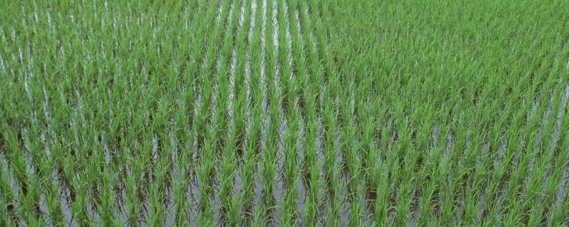 广8优1090水稻品种简介，全生育期为158.2天
