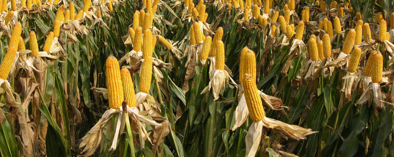滇玉106玉米品种简介，推迟播种影响产量