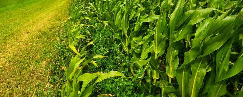 德福999玉米种子介绍，根据当地节令透雨抢墒播种