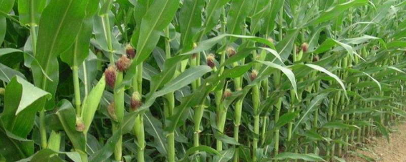 迪玉511玉米种子介绍，种植密度3800—4000株
