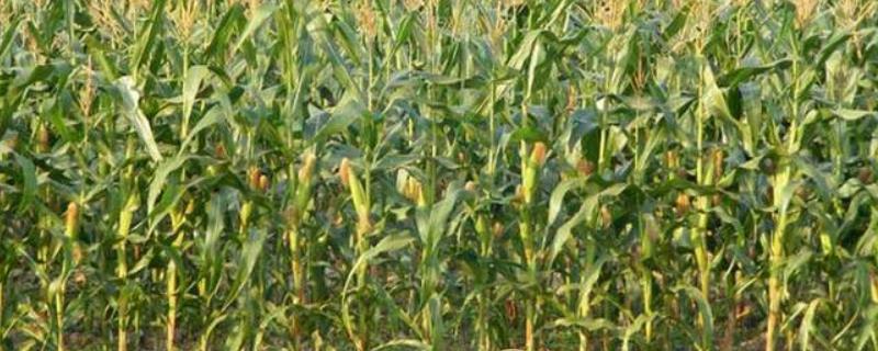 志裕205玉米种子简介，适宜播种期为春播