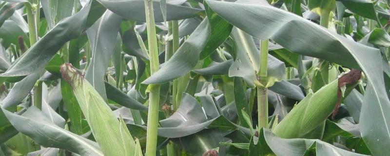 盛白玉7号玉米种子介绍，应选择中等以上肥力地块种植