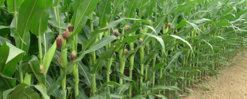 尚谷333玉米品种简介，平均生育期128.2天