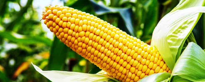 大天318玉米种子介绍，平均生育期133天