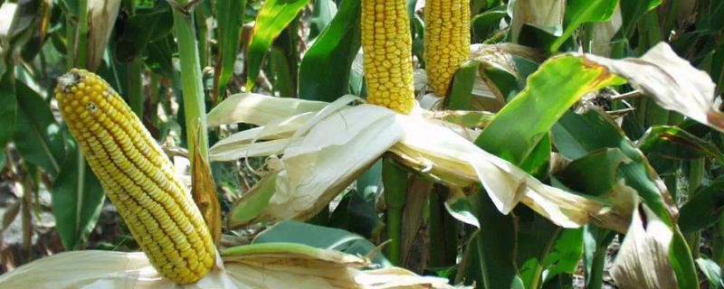 创记906玉米种子介绍，每亩用10-20kg尿素