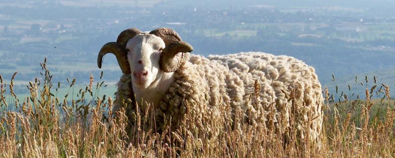 养100只羊需要种多少亩牧草，大概要种植4-5亩巨菌草