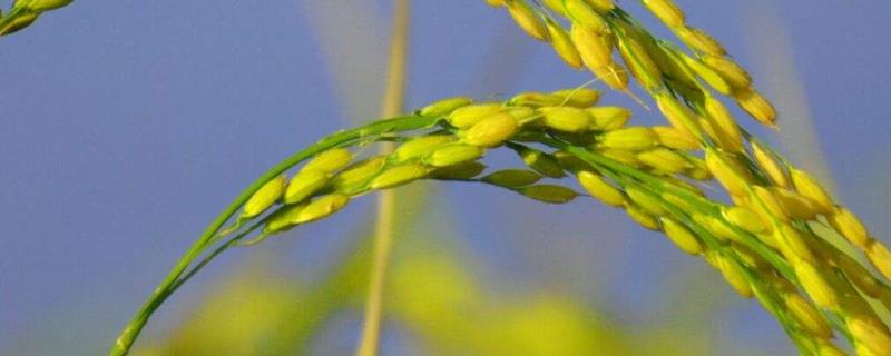 蜀乡优294水稻种子特点，全生育期153.4天