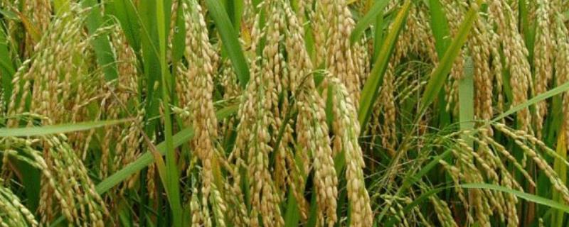 滇红727水稻种简介，把握好播种移栽时间