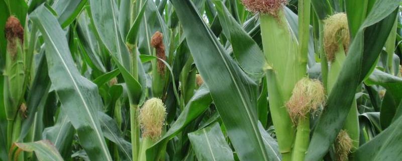 高农216玉米种子特征特性，注意防治病虫害